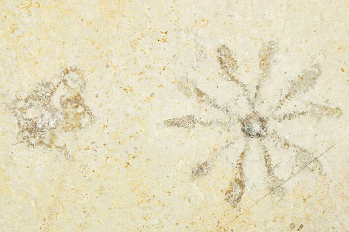 Floating Crinoid (Saccocoma) Fossil - Solnhofen Limestone #351010